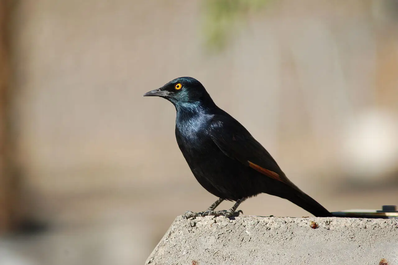 Socotra endemic birds