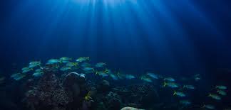 Scuba diving in Socotra