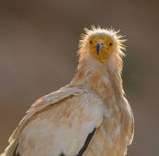 Rare Birds of Socotra